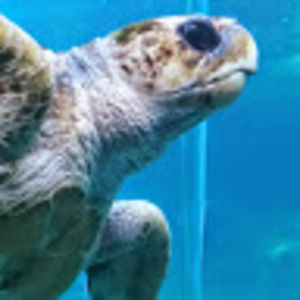 Meet your Posher, Sue